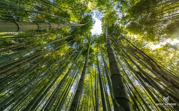 Standort der SEO Agentur in Essen